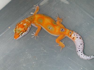 Эублефар пятнистый Enigma+het